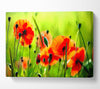 Beautiful Poppies Canvas Wall Art