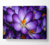 Autumn Purple Crocus Canvas Wall Art