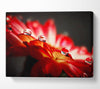 Macro Drops Canvas Wall Art