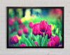 Cerise Tulip Garden Framed Wall Art