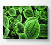 Beautiful Green Leaves Canvas Wall Art