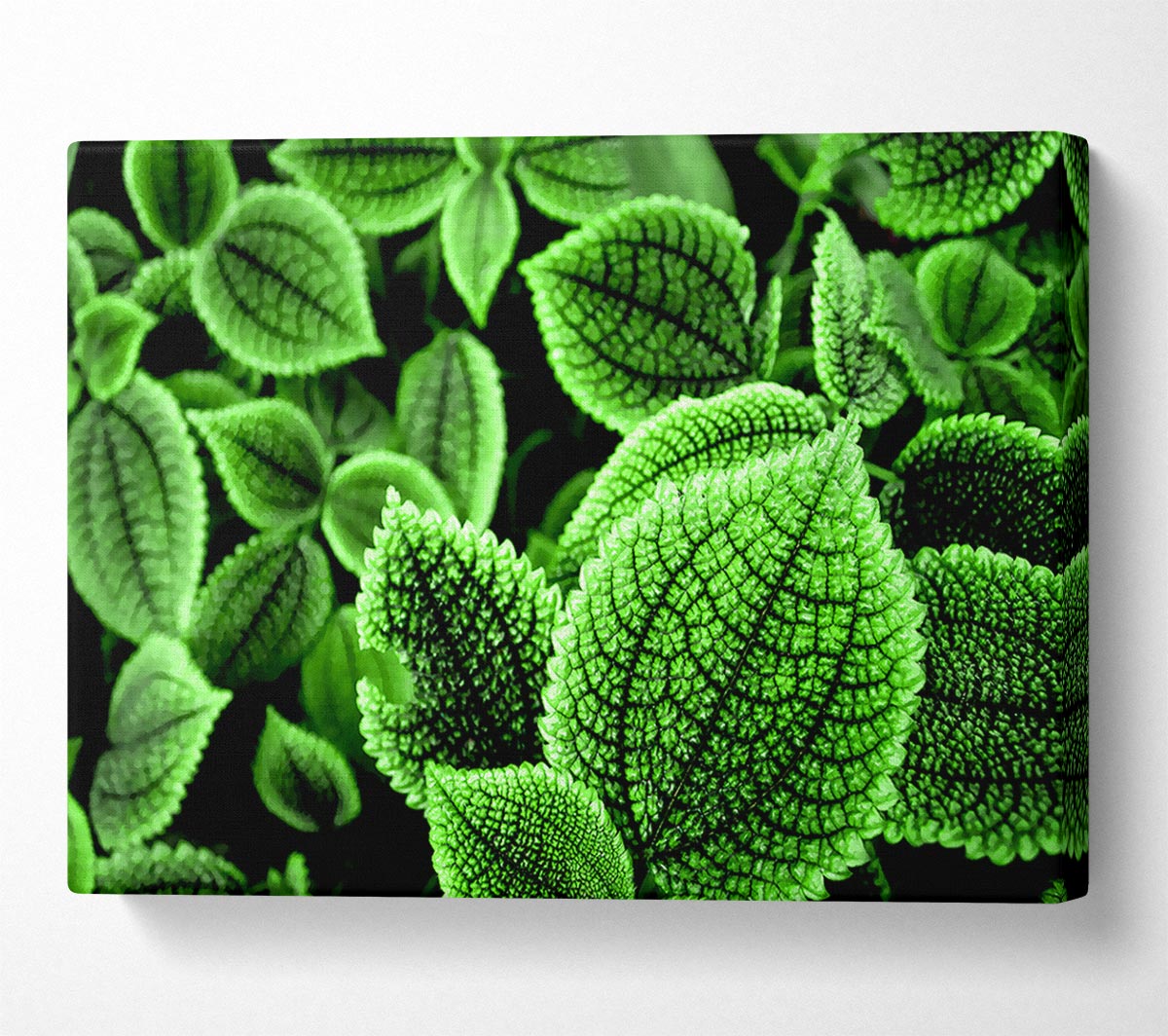 Beautiful Green Leaves Canvas Wall Art