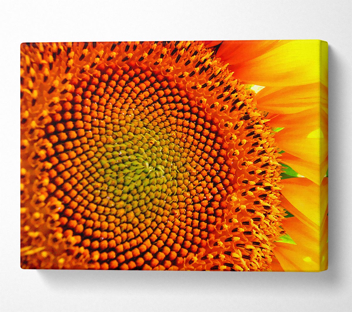 Stunning Sunflower Close-Up Canvas Wall Art