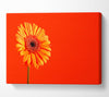 Orange On Orange Gerbera Canvas Wall Art
