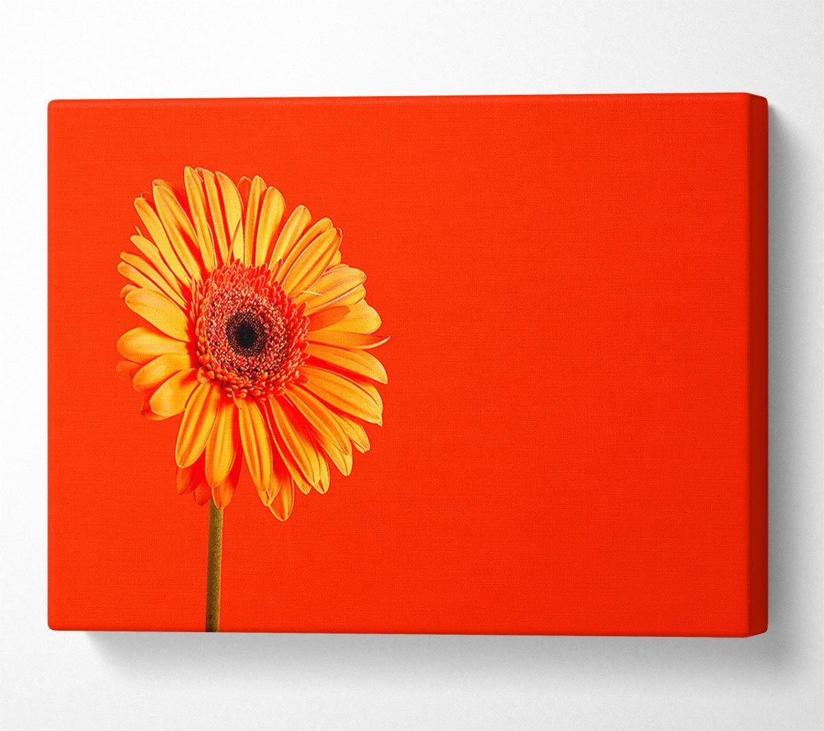 Orange On Orange Gerbera Canvas Wall Art