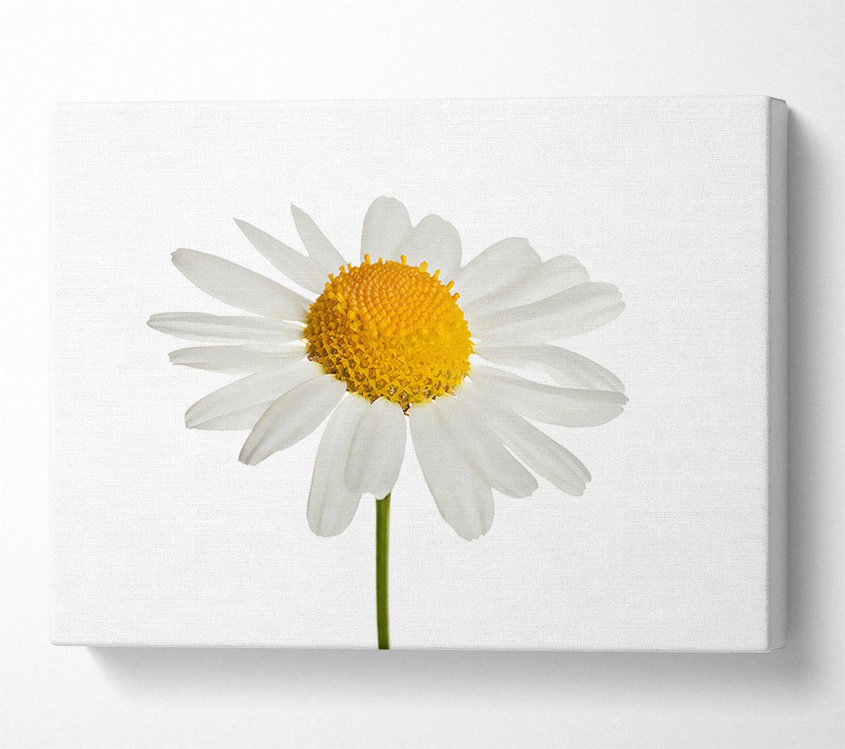 White Daisy Stem Canvas Wall Art