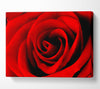 Red Rose Beauty Canvas Wall Art