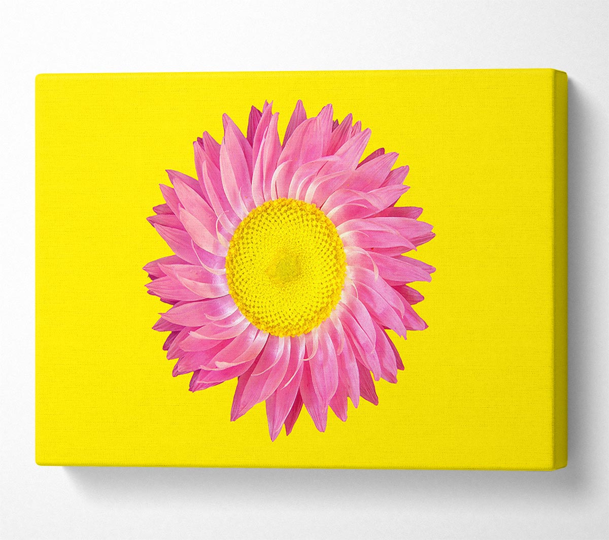 Pink Daisy On Yellow Twist Canvas Wall Art