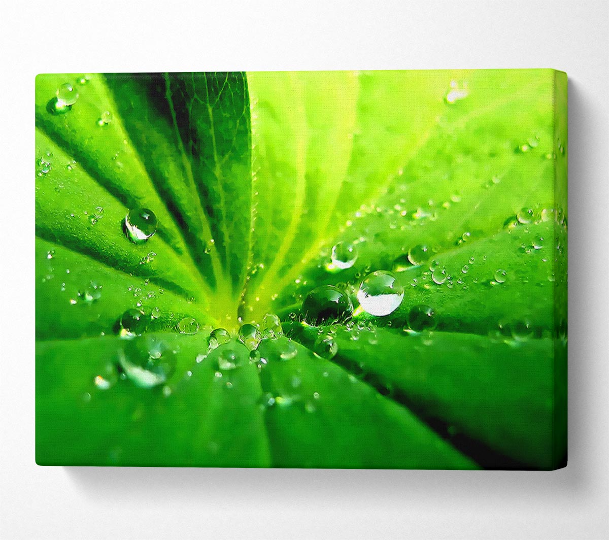 Sunlit Leaf Droplets Canvas Wall Art
