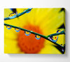 Dewdrop Reflections Canvas Wall Art