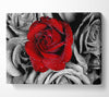 Red Rose On A Sea Of B n W Canvas Wall Art