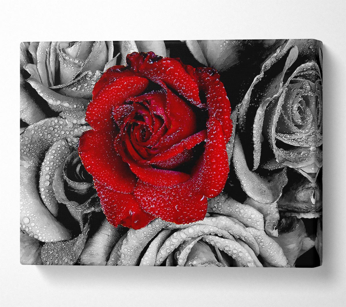Red Rose On A Sea Of B n W Canvas Wall Art