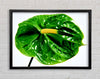 Anthurium Flower Framed Wall Art