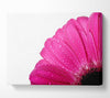 Pink Dewdrop Petals Canvas Wall Art