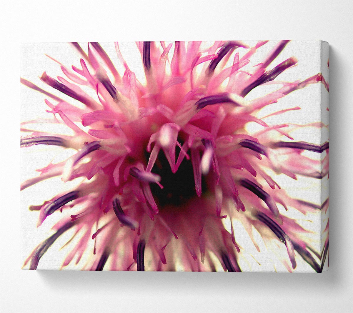 Pink Flower Head Explosion Canvas Wall Art