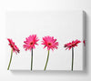 Pink Gerbera Quads Canvas Wall Art