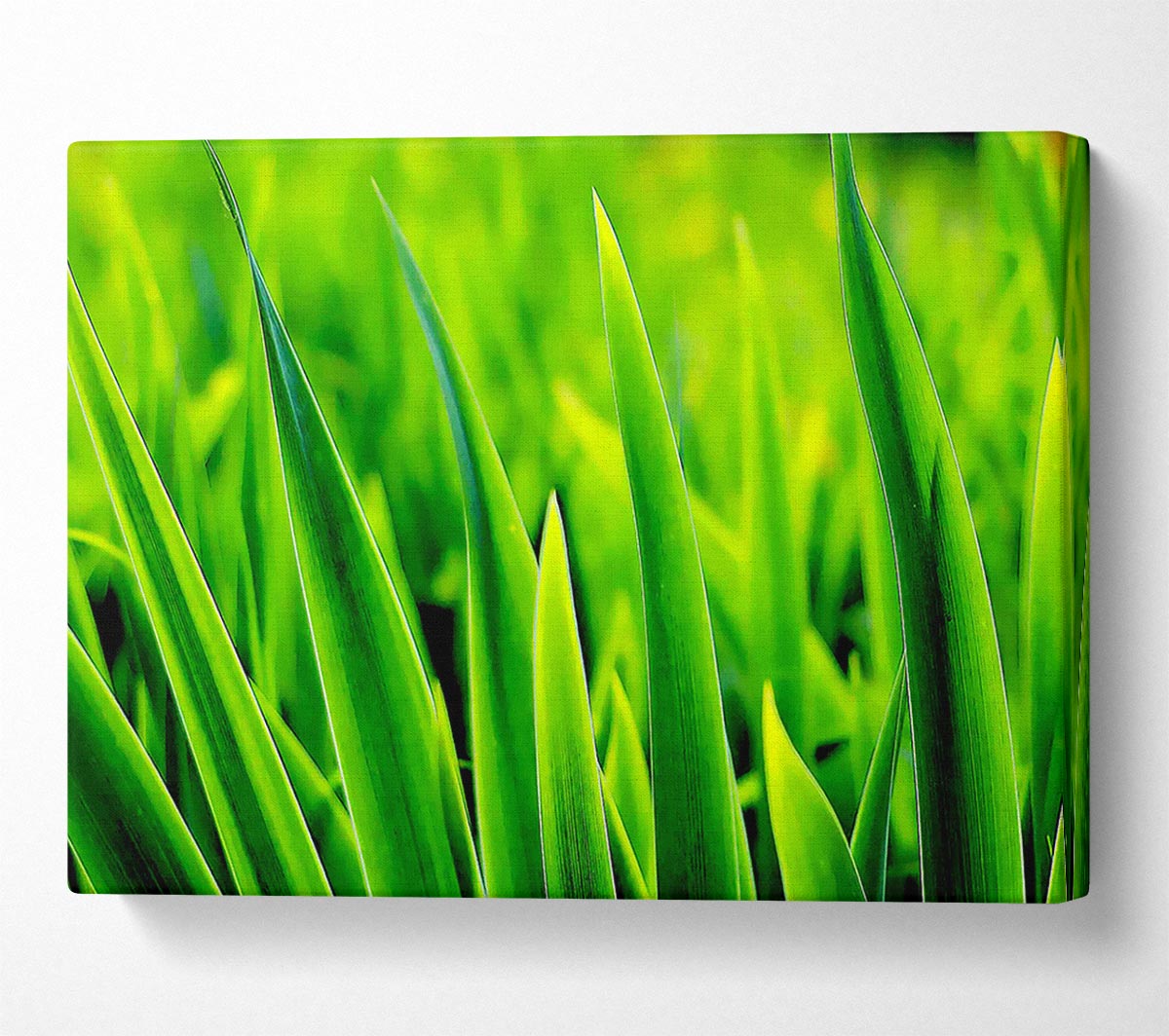 Green Leaf Shafts Canvas Wall Art
