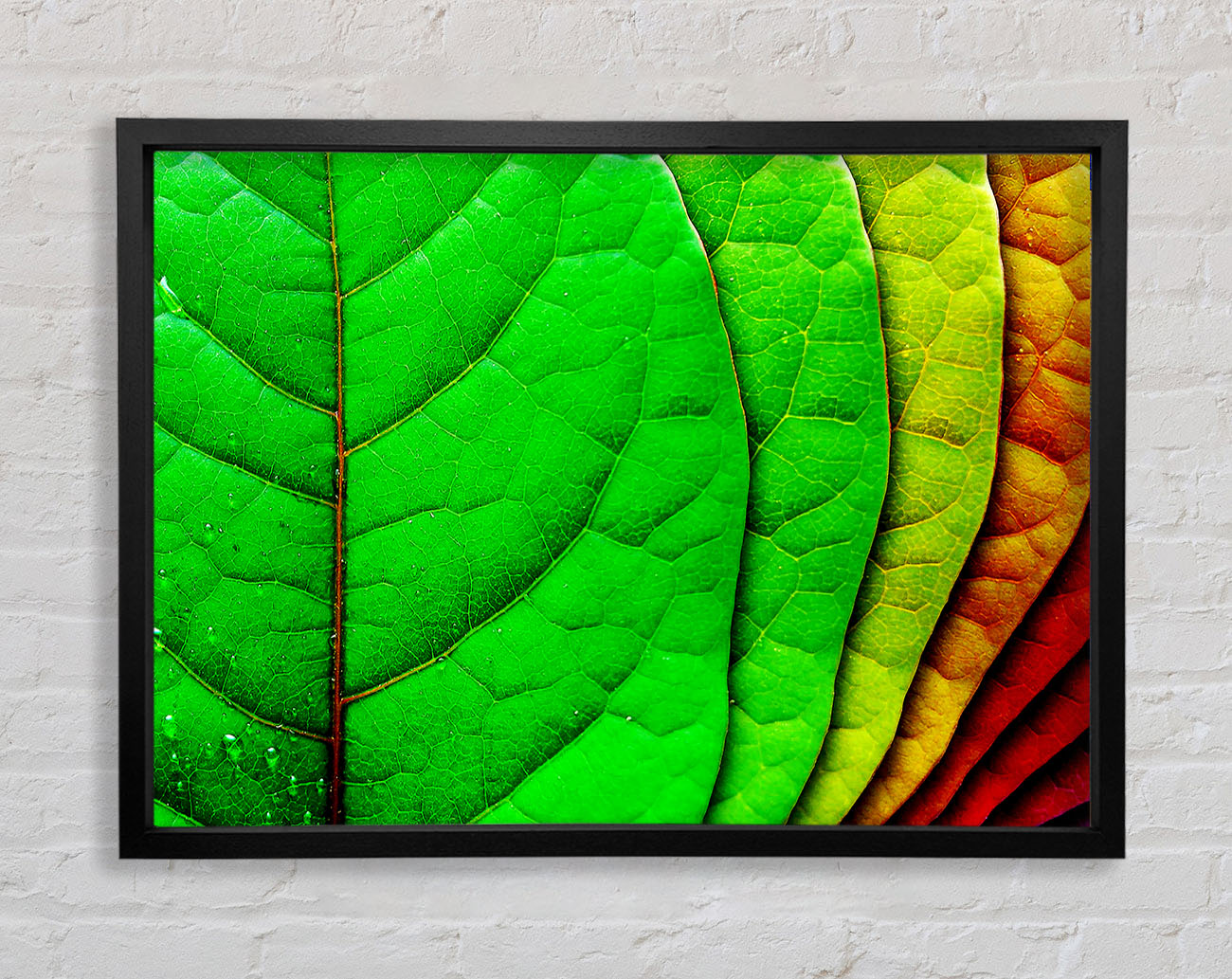 Colour Of Leaves Framed Wall Art