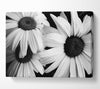 Daisy Petal Beauty B n W Canvas Wall Art