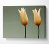 Cream Fire Tulips Canvas Wall Art