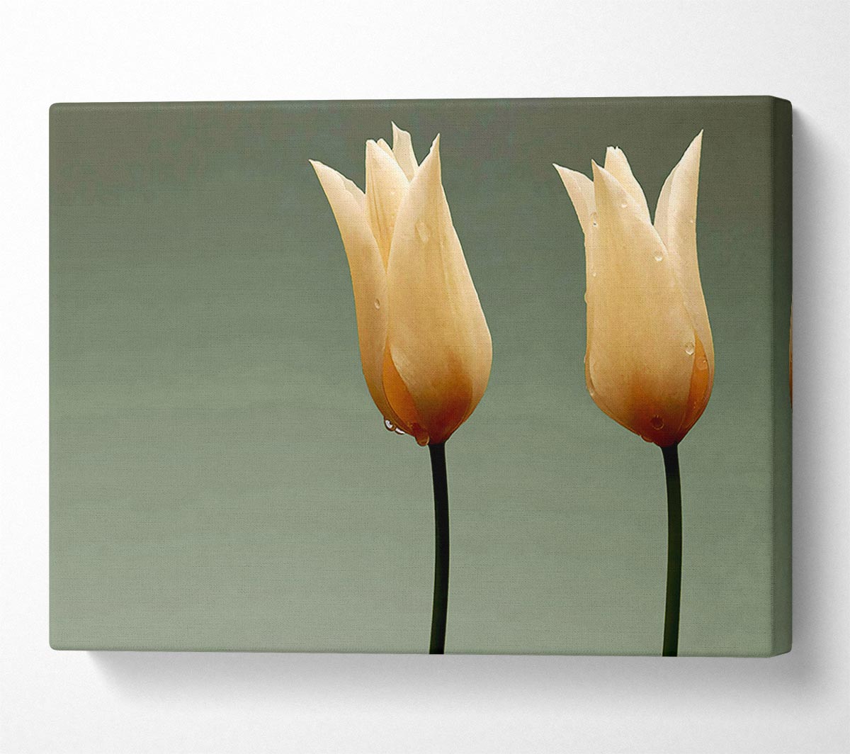 Cream Fire Tulips Canvas Wall Art
