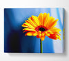 Single Orange Gerbera Canvas Wall Art