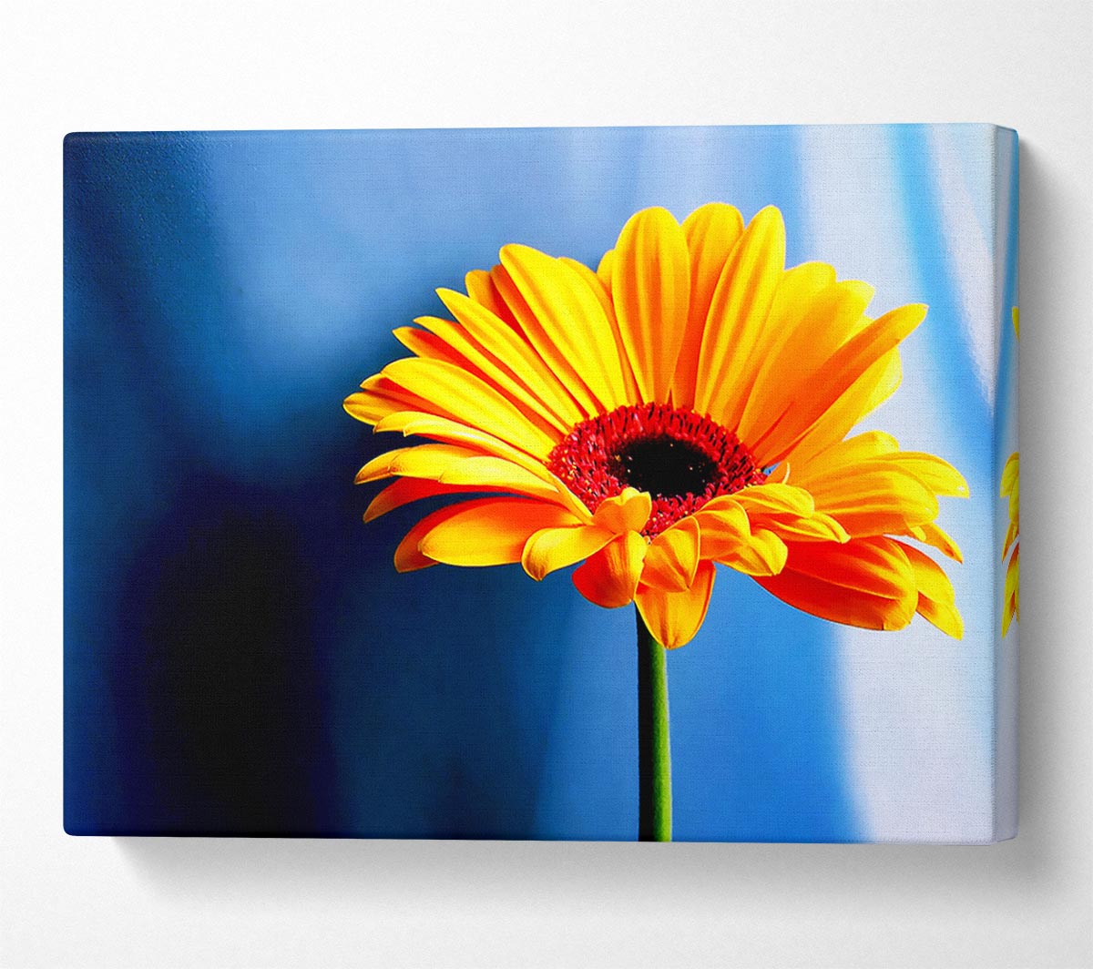 Single Orange Gerbera Canvas Wall Art
