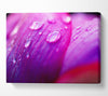 Pink Petal Dew Canvas Wall Art