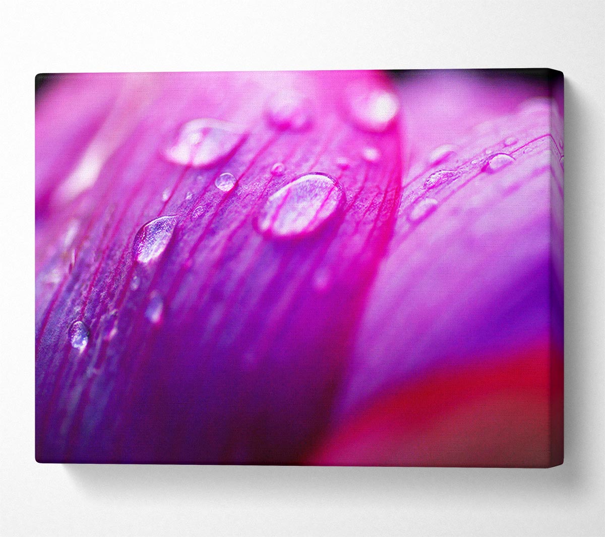 Pink Petal Dew Canvas Wall Art