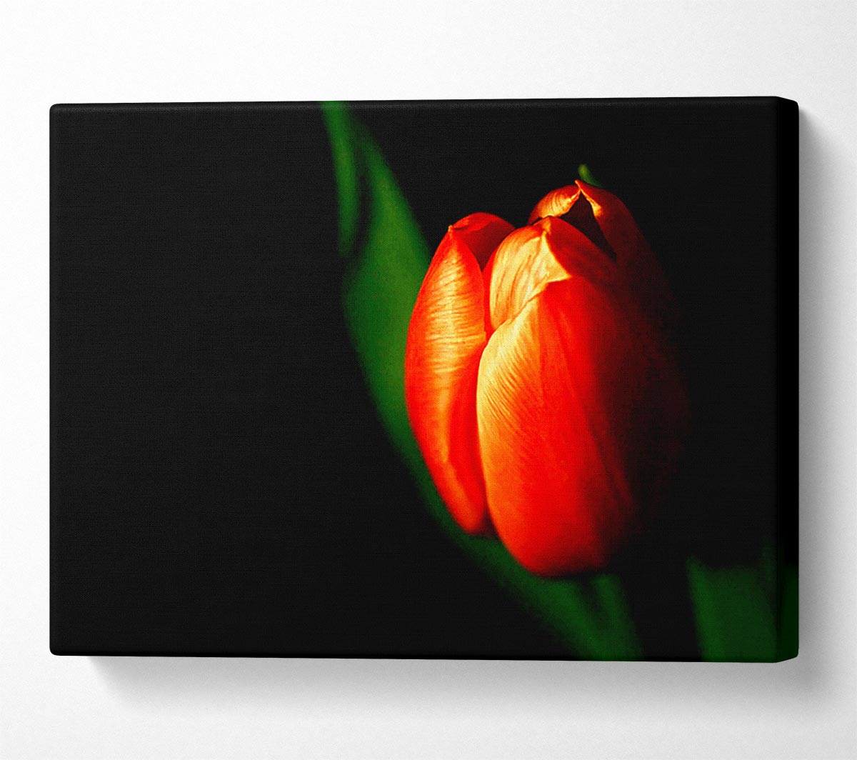 Tulip In Blazing Sun Canvas Wall Art