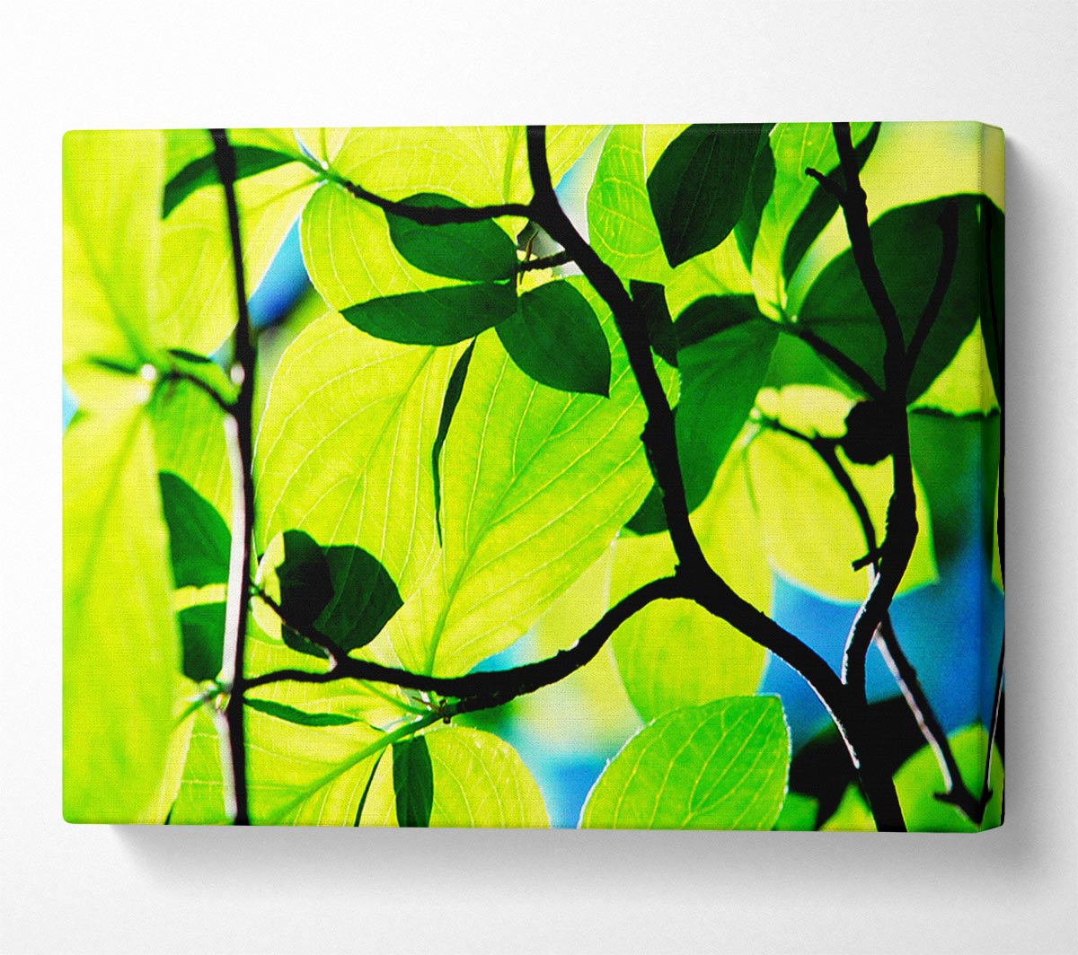Green Leaves In Sunlight Canvas Wall Art