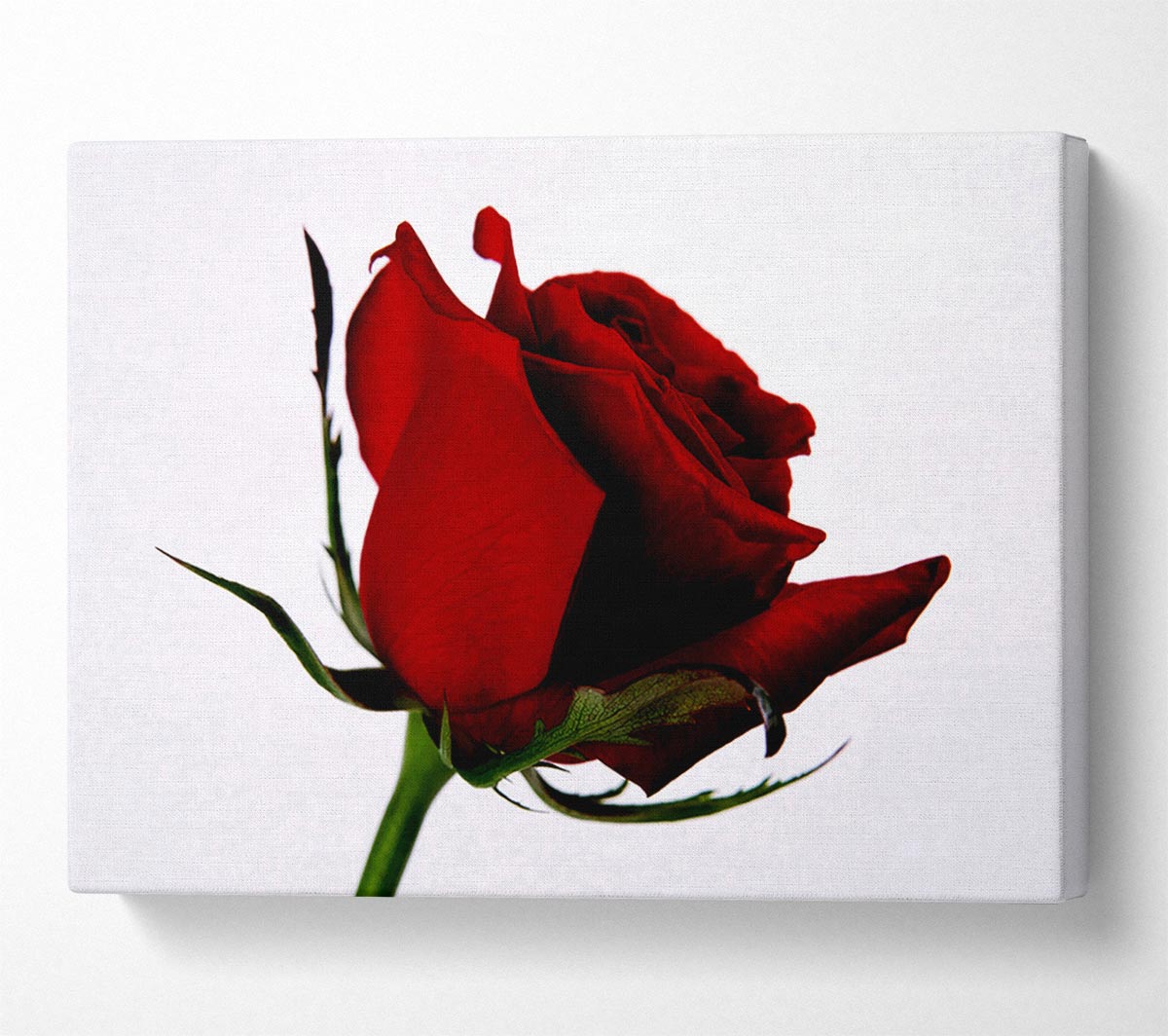 Single Red Rose Canvas Wall Art