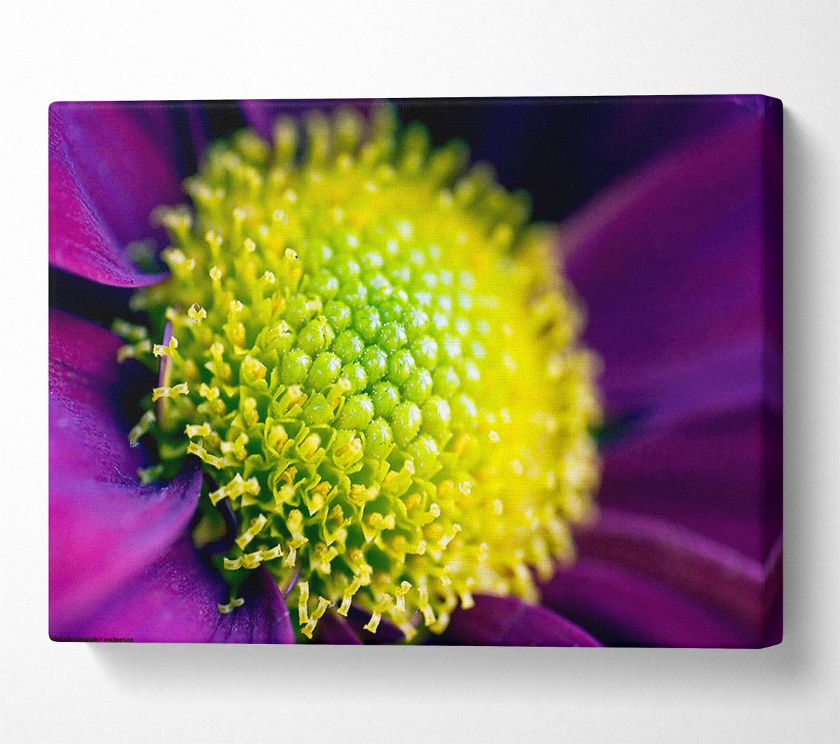 Purple Centre Of A Daisy Canvas Wall Art