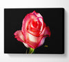 Pink Passion Rose Canvas Wall Art