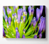 The Growth Of Purple Canvas Wall Art