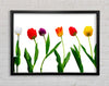 Colours Of Tulips Framed Wall Art