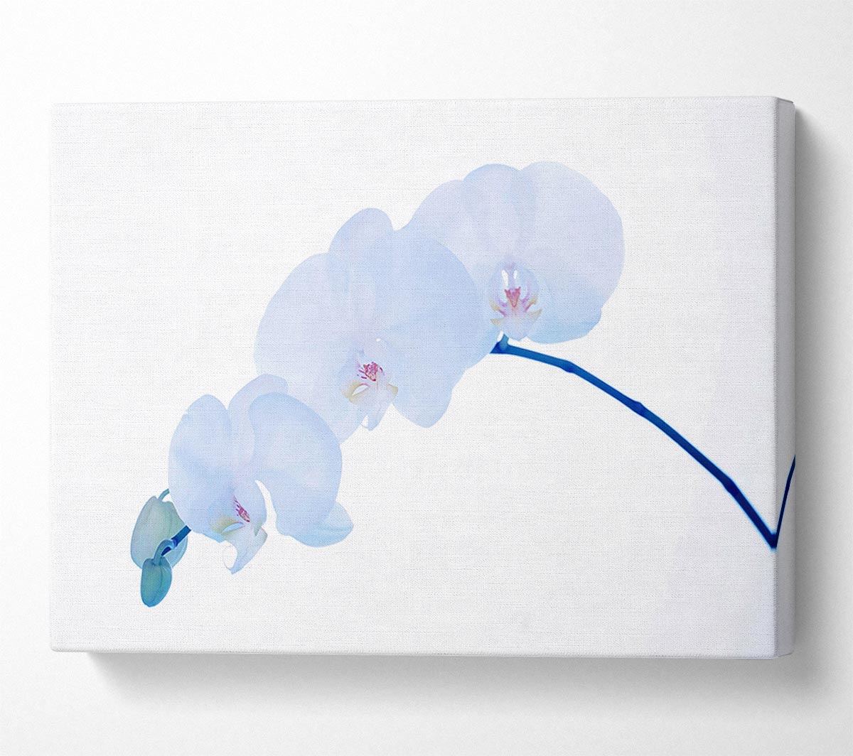 Baby Blue Stem Canvas Wall Art