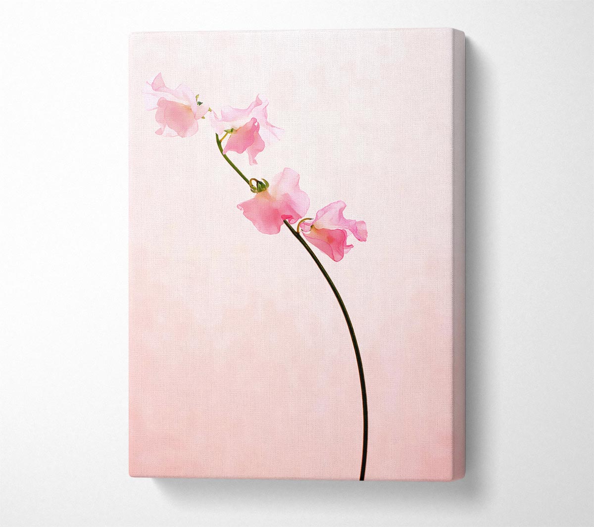 Pink On Pink Canvas Wall Art