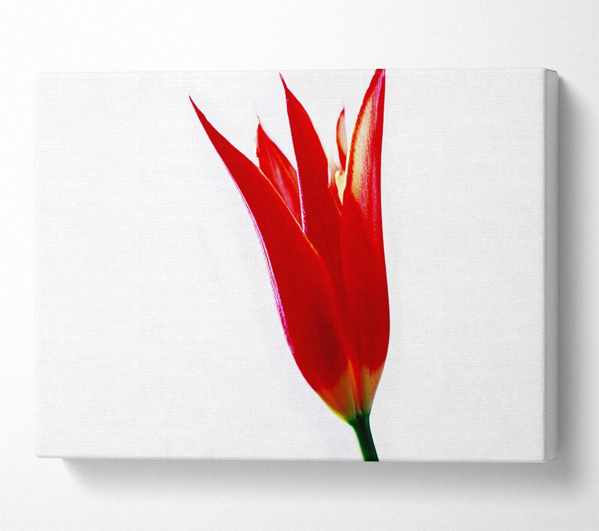 Single Fire Tulip Canvas Wall Art