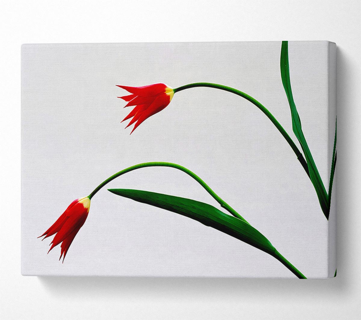 Twin Fire Tulips Canvas Wall Art