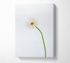 White On White Daisy Canvas Wall Art
