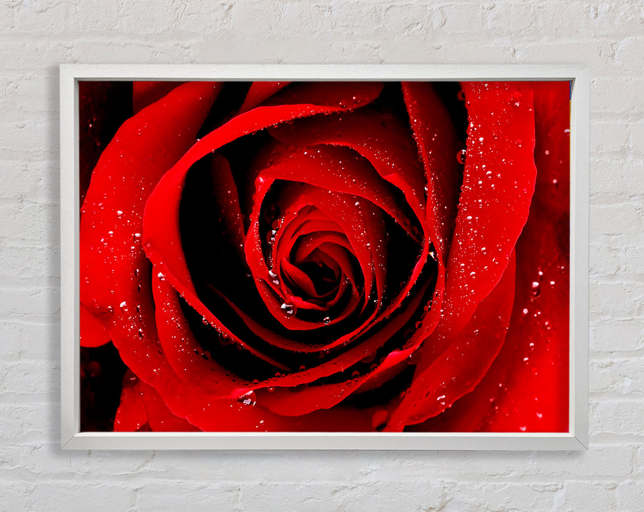 Close-Up Of A Red Rose Dew Drop Framed Wall Art