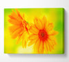 Vibrant Yellow Daisys Canvas Wall Art
