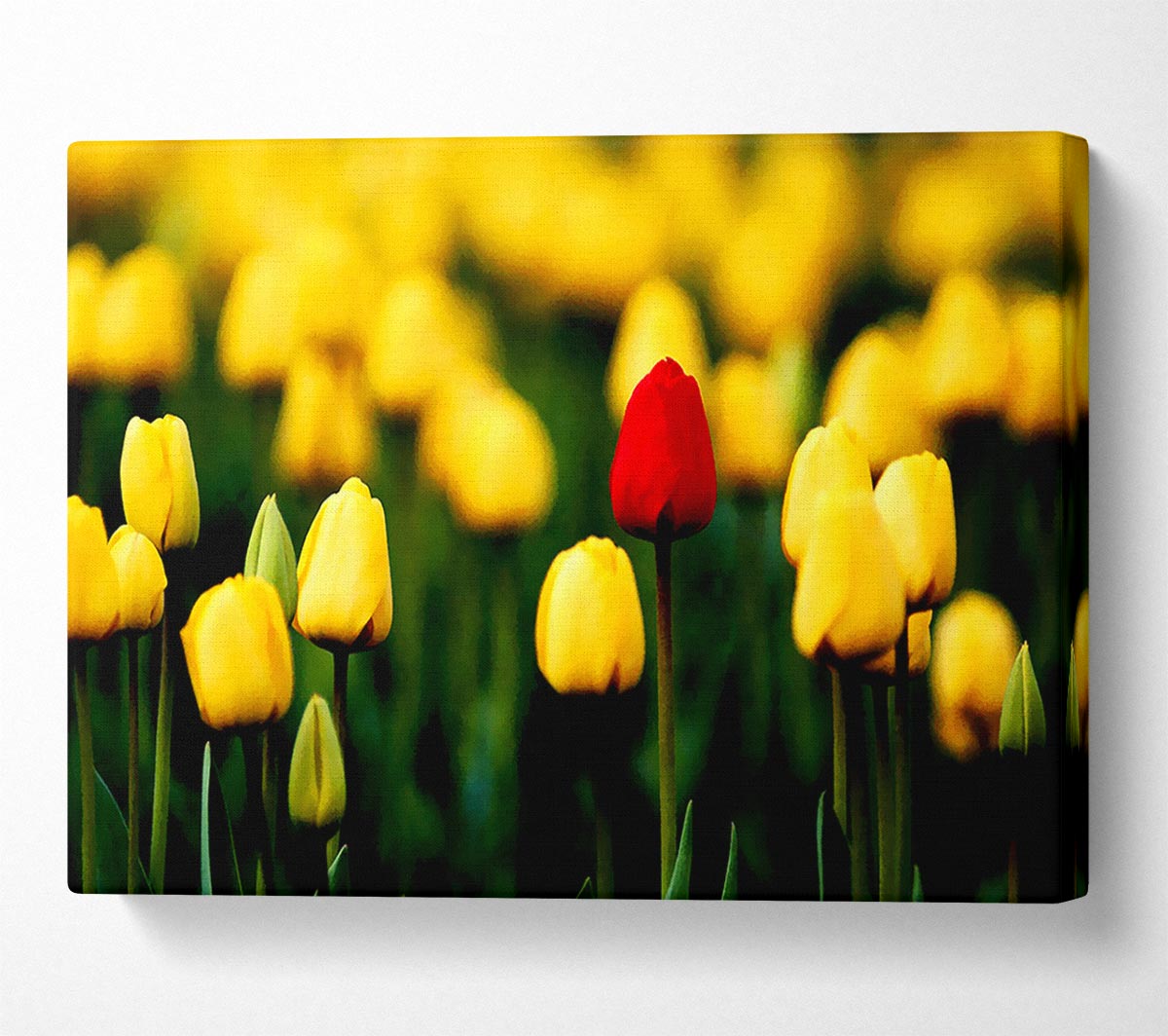 Red Tulip In A Field Of Yellows Canvas Wall Art