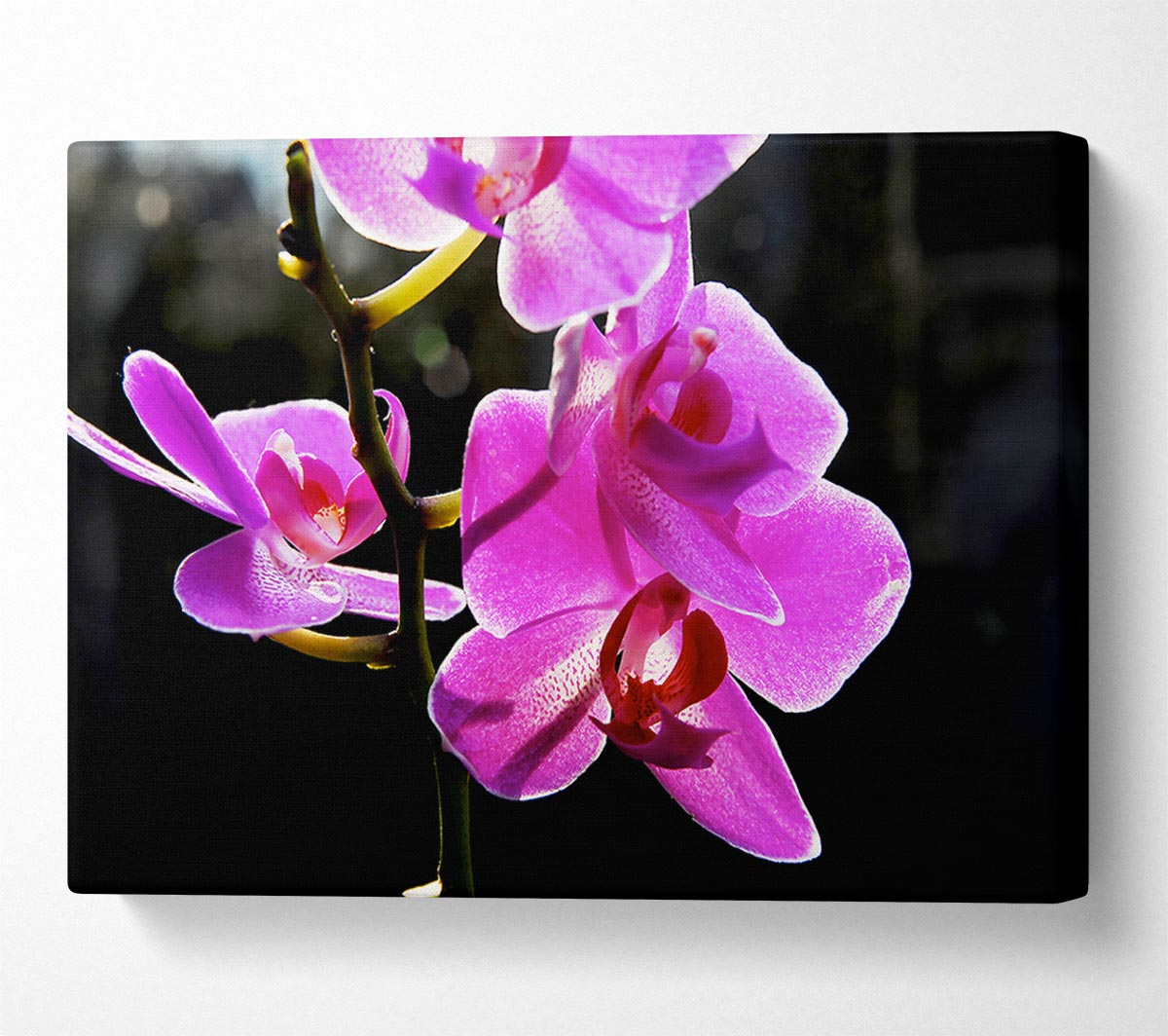 Orchid In Sunlight Canvas Wall Art