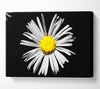 White Daisy Sunlight Canvas Wall Art