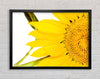 Close-Up Petal Sunflower Framed Wall Art
