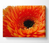 Orange Gerbera Close-Up Canvas Wall Art