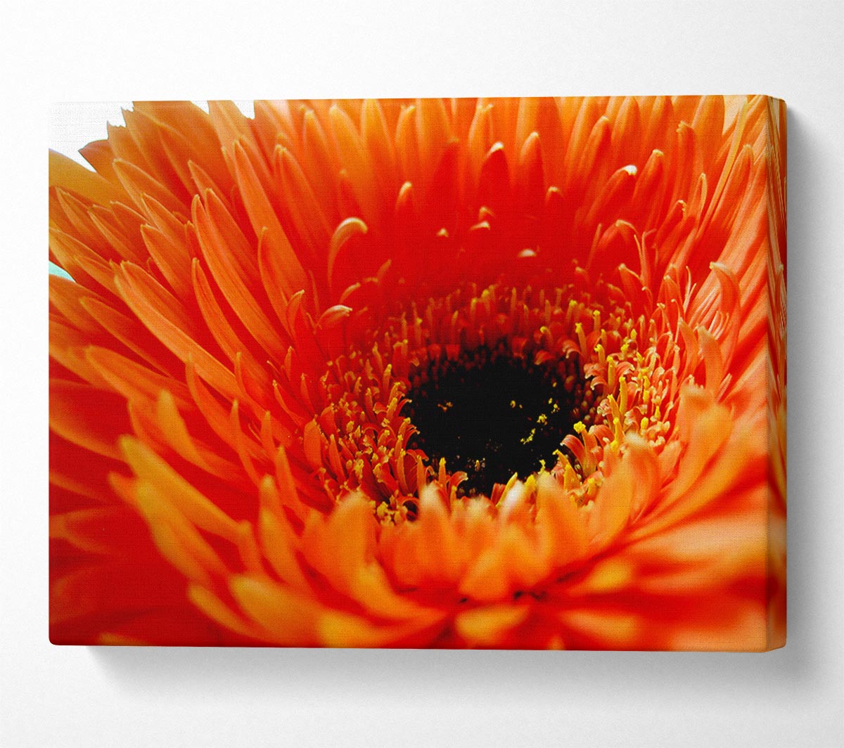 Orange Gerbera Close-Up Canvas Wall Art