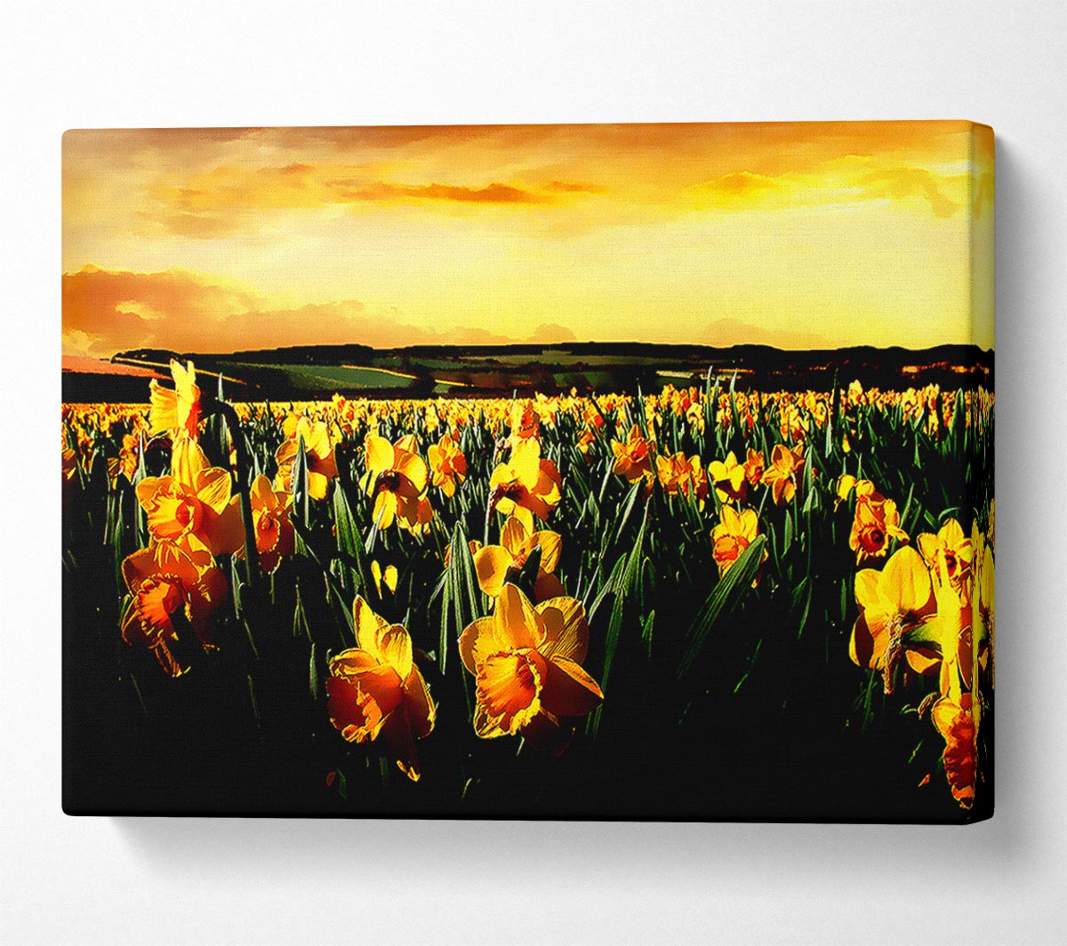 Field Of Golden Daffodils Canvas Wall Art